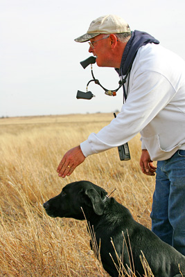 Sending a Labrador retriever for a marked retrieve--training a Labrador