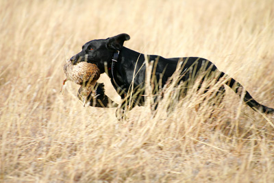 dog retrieving a game bird while training a hunting dog
