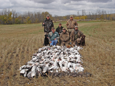 A successful Saskatchewan snow goose and mallard hunt with top-notch gun dogs trained by Lonny Taylor